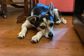 Milly, aveva perso la sua padrona, ma ora ha trovato una nuova casa con nuovi amici!! adottata❤️