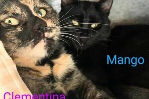 Clementina e Mango , cresciuti insieme, adottati insieme❤️