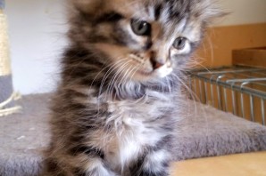 FRED, 2 mesi circa ha trovato casa !