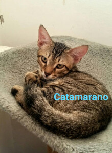 CATAMARANO