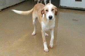 Camillo 10 mesi il cane che ride…é uscito dal canile e  ha finalmente Trovato  LA SUA NUOVA CASA!❤️