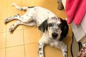 CHARLIE  incrocio setter finalmente è potuto partire per l’adozione❤️