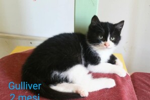 Gulliver, 2 mesi , ADOTTATO!