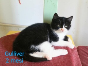 Gulliver 2 mesi