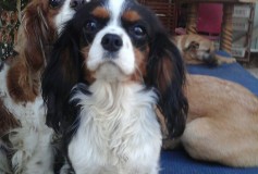 Stephenie, cavalier king