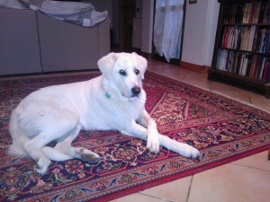 IMG-20160224-WA0030