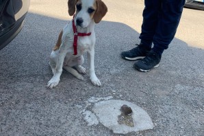 Sally 5 mesi circa ha trovato casa!