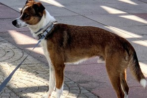 GIGI, 2 , anni adora passeggiare ha trovato un amico umano per la vita!!!