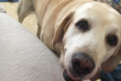 LA STORIA DI ASIA , insostituibile cane guida