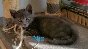 nio