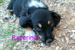 PAPERINA , 3 mesi dolcissima , futura taglia piccola, HA trovato CASA!!