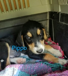 PiPPO