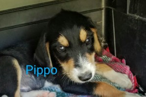 PIPPO , 3 mesi circa futura taglia piccola Ha Trovato CASA!