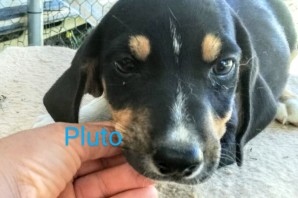 PLUTO, 3 mesi, ha trovato casa!