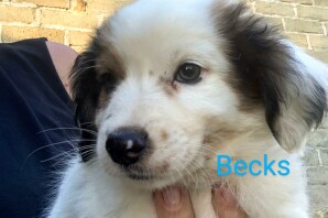 Beck’s ha trovato CASA!