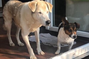 La nuova vita di SKY tirato fuori dalla nostra Associazione dopo 14 anni trascorsi in canile!!