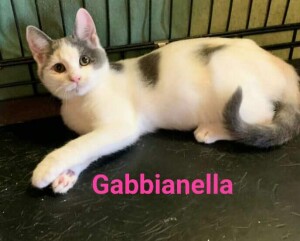 Gabbianella