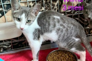 WILMA, ora NINO (è maschietto!!) 3 mesi, HA TROVATO CASA !