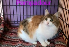 Madame Pompadour, 6 mesi, bellissima, Cerca  una casa speciale perchè risultata felv positiva❤️