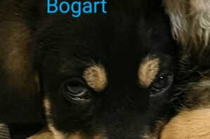 Bogart, ora JACK, nato il 19 febbraio con gli altri 2 fratellini tutti adottati❤️