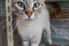 CRISTAL, 9 mesi simil siamese, coccolona CERCA CASA❤️