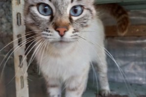 CRISTAL, 9 mesi simil siamese, coccolona CERCA CASA❤️