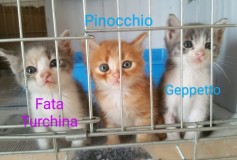 Fata Turchina, Pinocchio e Geppetto in CERCA di CASA❤️