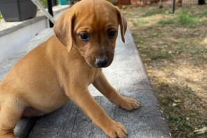 Candy , 2 mesi in cerca di CASA