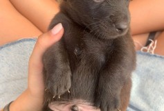 BARU’ bellissimo cucciolotto di 2 mesi CERCA CASA!