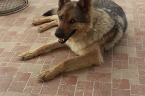 WALLAS, bellissimo incrocio di 3 anni, rimasto solo per rinuncia di proprietà HA TROVATO UNA NUOVA CASA!!