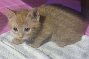 Vicky, della famiglia Rossi, 2 mesi HA TROVATO CASA ❤️