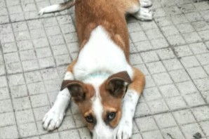 STICH , 4 mesi causa rinuncia di proprietà, ha trovato CASA! VIDEO