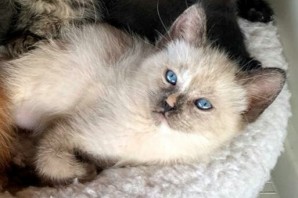 PAPAIA, simil siamese , 50 giorni, HA TROVATO Casa!