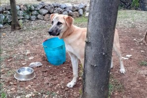 Argo 1anno buono e giocherellone, finalmente ha trovato una nuova CASA❤️