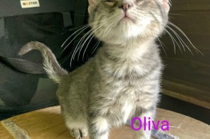 Olivia 5 mesi piccolina e simpaticissima cerca famiglia