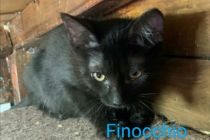 Finocchio 5 mesi cerca casa❤️