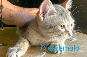 PREZZEMOLO, 6 mesi , taglia piccola , IN CERCA DI UNA CASA!