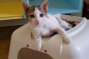 Mignon 5 mesi  tenera micetta, cerca casa❤️ ADOTTATO!!!