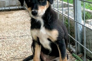 Mascherina,  simil pincher, 3 mesi , ha trovato CASA!