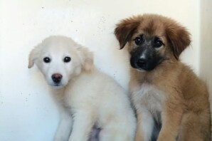 VERA e VERONICA , 3 mesi futura taglia medio / grande occhioni spaventati che arrivano al cuore hanno entrambe TROVATO LA LORO NUOVA CASA❤️