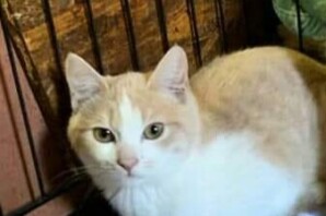 Falco ,quasi 3 mesi, CERCA CASA