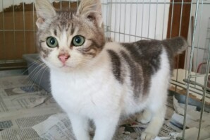 Polly piccolina , 3 mesi circa, occhi azzurro mare , uno splendore di gattina ha trovato la sua nuova Casa❤️