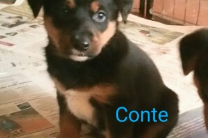 Conte fa parte della cucciolata di Regina Madre, 50 giorni, ha trovato CASA❤️!