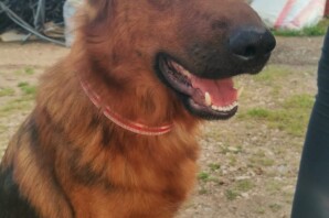 REGINA MADRE 2 anni, buonissima e molto intelligente . ADOTTATA!!
