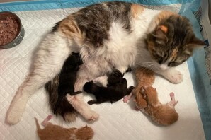 Licia ha partorito! Ecco i suoi nuovi magnifici cuccioli❤️