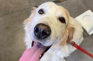 Axel incrocio tra un golden e un setter buonissimo preso a bastonate cerca una casa