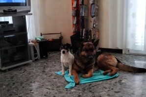 Pongo e Bella, gli inseparabili, Cercano Casa INSIEME❤️