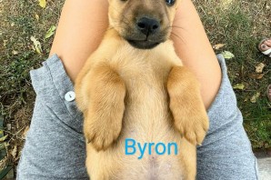 Byron 2 mesi di dolcezza cerca casa