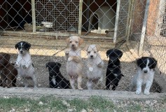 Nuova Cucciolata ! Nati il 1/08 teneri amici in cerca di CASA❤️