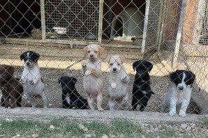 Nuova Cucciolata ! Nati il 1/08 teneri amici in cerca di CASA❤️